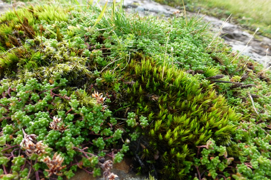 Carpet of plants, Isle of Mull, Scotland